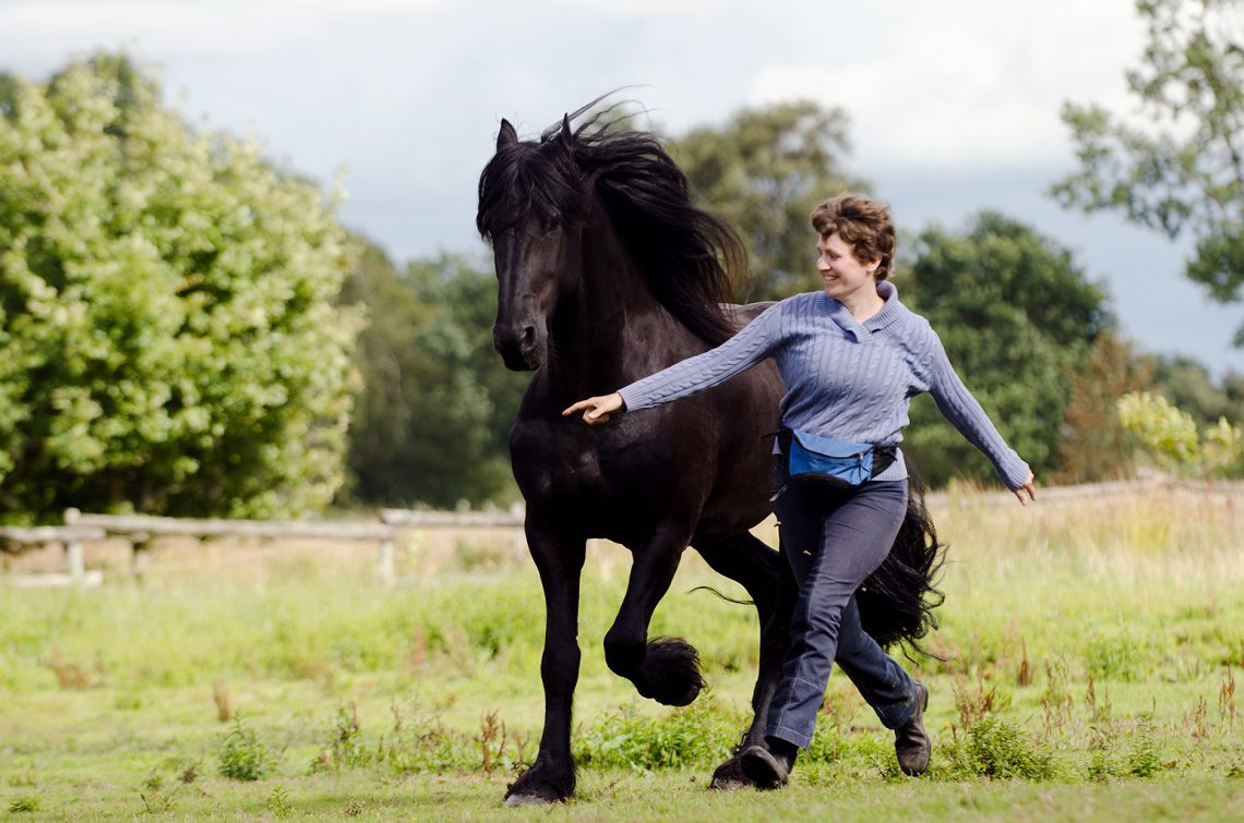 Working with a free horse