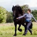 Working with a free horse