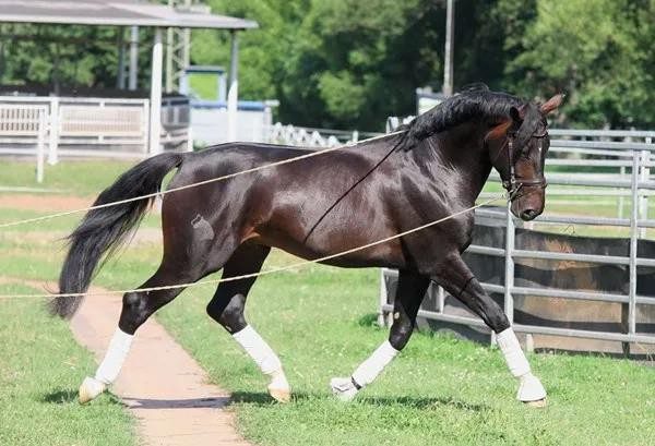 Working with a horse on the ground &#8211; without respect there is no cooperation