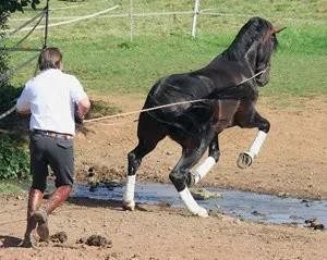 Working with a horse on the ground &#8211; without respect there is no cooperation