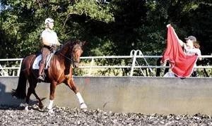 Working with a horse on the ground &#8211; without respect there is no cooperation