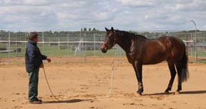 Working with a horse on the ground: types and methods