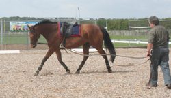 Working with a horse on the ground: types and methods