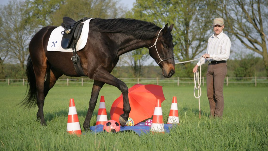 Working with a horse on the ground: types and methods