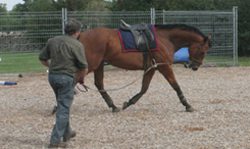 Working with a horse on the ground: types and methods