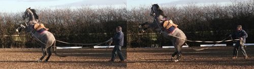 Working with a horse on the ground: types and methods