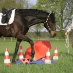 Working with a horse on the ground: types and methods