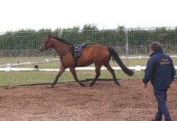 Working with a horse on the ground: types and methods