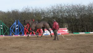 Working with a horse on the ground: types and methods