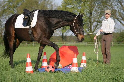 Working with a horse on the ground: types and methods