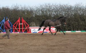 Working with a horse on the ground: types and methods