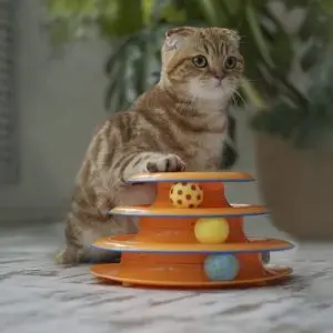 WOW toys for a cat: what to entertain while you are not at home
