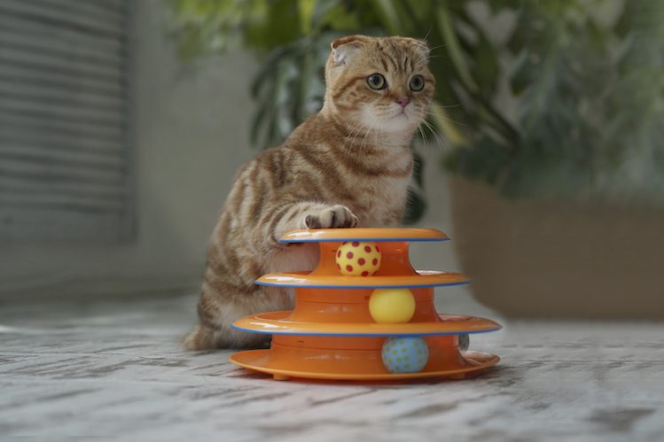 WOW toys for a cat: what to entertain while you are not at home