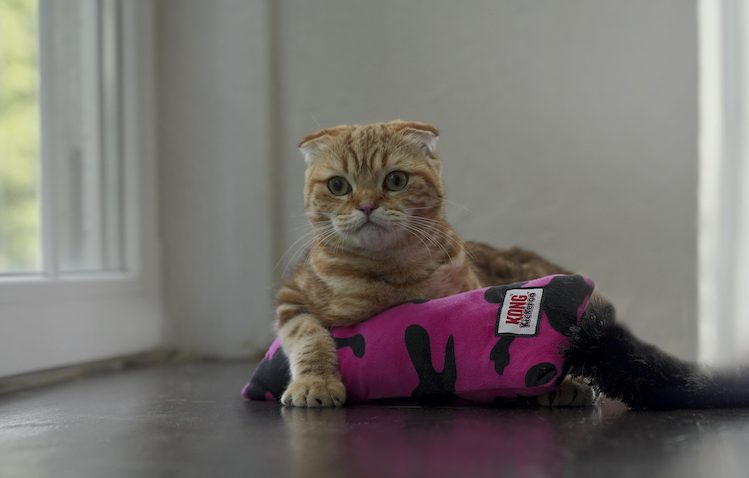 WOW toys for a cat: what to entertain while you are not at home