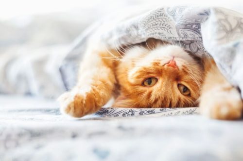 XNUMX weird cat habits you need to know about
