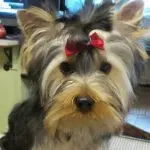 York black terrier: description of the breed with a dark coat color