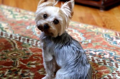 Yorkshire and toy terriers: how long do miniature dogs live?