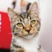 10 ways to help your cat settle into a new home