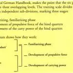 Young Horse Work: The German Training Scale