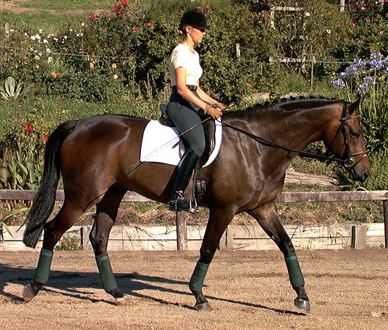 Young Horse Work: The German Training Scale