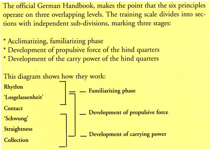 Young Horse Work: The German Training Scale