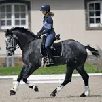 Young horses: work on balance and rhythm