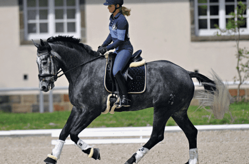 Young horses: work on balance and rhythm
