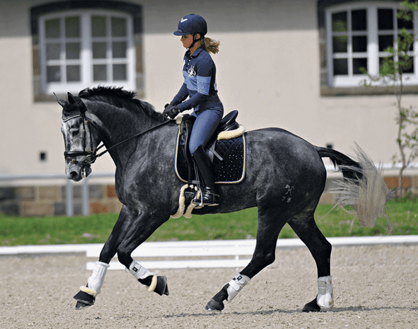 Young horses: work on balance and rhythm