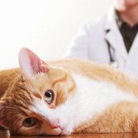 Your cat and veterinarian