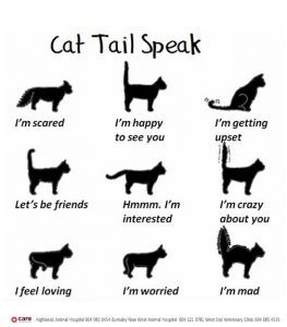 Your cat&#8217;s tail can tell a lot