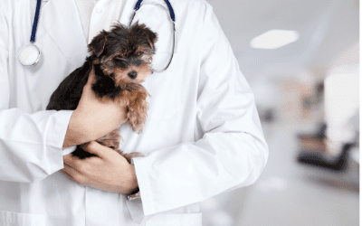 Your dog and veterinarian