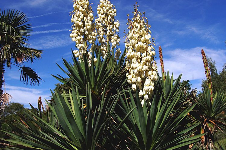 Yucca schidigera in animal feed