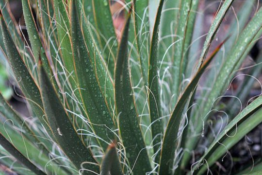 Yucca schidigera in ferret food