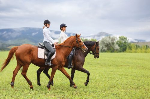 Yves Hootakers: &#8220;Our goal is to keep the horses fit and the riders motivated in the absence of tournaments&#8221;