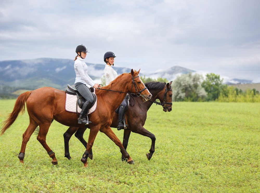 Yves Hootakers: &#8220;Our goal is to keep the horses fit and the riders motivated in the absence of tournaments&#8221;