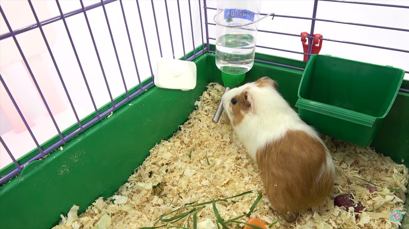 A drinker for a guinea pig, how to make it yourself and teach a rodent to drink