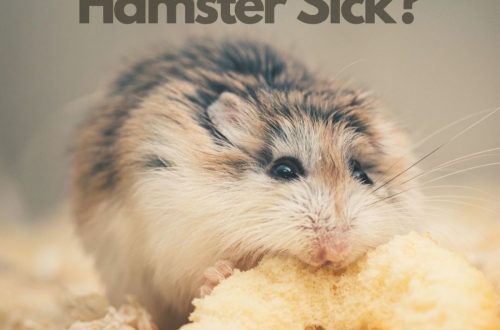 Allergy to hamsters in children and adults, symptoms