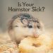 Why does a hamster scratch and bite itself, what should I do?