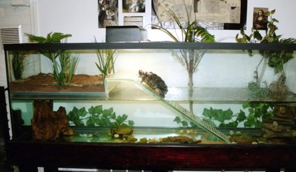 Arrangement of an aquarium for a red-eared turtle (equipment and decoration)