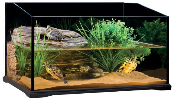 Arrangement of an aquarium for a red-eared turtle (equipment and decoration)