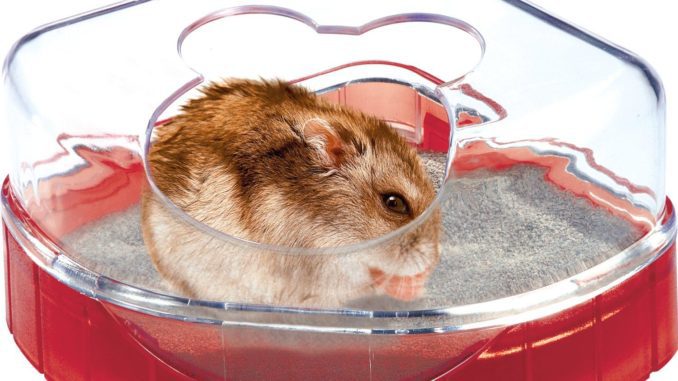 Bathing sand for hamsters: organizing a sand bath