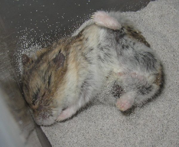 Bathing sand for hamsters: organizing a sand bath