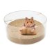 What you need for a hamster: a list of necessary for the appearance of a pet in the house