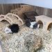 Bedding for guinea pig in a cage, which filler is better