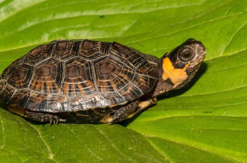 Bog turtle: care and maintenance at home