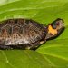 Why the red-eared turtle does not grow, what to do?