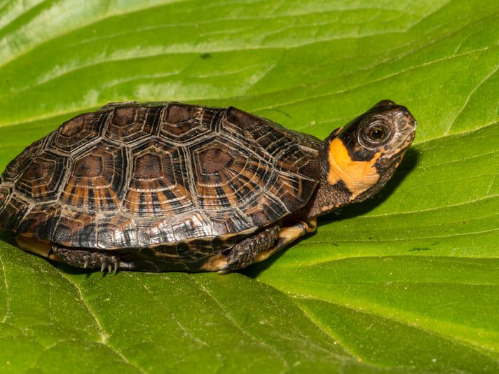 Bog turtle: care and maintenance at home