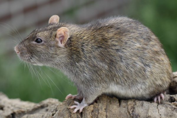 Breeds, varieties and colors of domestic rats, photos and names