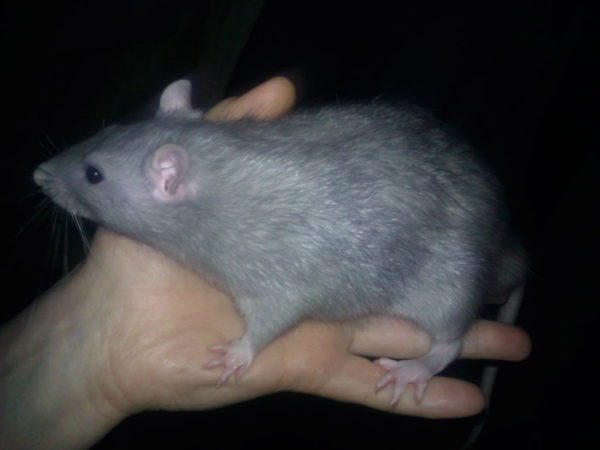 Breeds, varieties and colors of domestic rats, photos and names