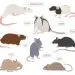 Breeds, varieties and colors of domestic rats, photos and names